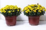 盆栽菊花的扦插方法，建议在春夏两季进行扦插