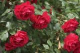 玫瑰花的繁殖方法有哪些，可以通过以下4种方法进行