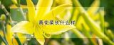 黄花菜长什么样