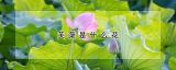 芙蕖是什么花