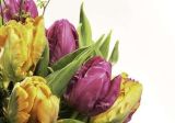 郁金香有哪些种类(三个种类)，晚花类最适合观赏