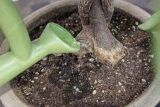 烂根的发财树怎么生根，清除烂根并消毒