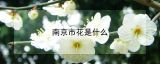 南京市花是什么