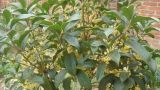 盆栽桂花树种植技术