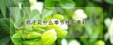 栀子花什么季节修剪最好