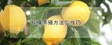 柠檬养殖方法与技巧