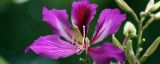紫荆花和羊蹄甲是一种花吗