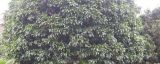 桂花树叶子卷曲褶皱