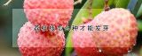 荔枝核怎么种才能发芽