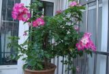 盆栽蔷薇花的养殖方法，注意光照充足、做好控水控肥