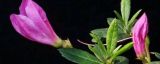 杜鹃花有花蕾能施肥吗