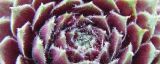 紫牡丹的养殖方法和注意事项