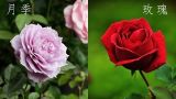 玫瑰和月季的区别