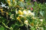 金银花怎么繁殖，播种、扦插、分株、压条四种方法