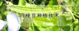 四棱豆种植技术