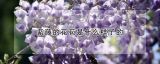 紫藤的花苞是什么样子的