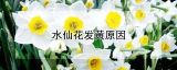 水仙花发黄原因