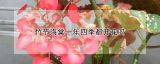 竹节海棠一年四季都开花吗