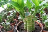 富贵竹扦插繁殖的方法，1~4月份都可以扦插