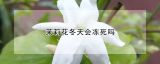 茉莉花冬天会冻死吗