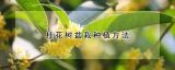 桂花树盆栽种植方法