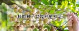 桂圆种子盆栽种植方法