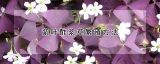 紫叶酢浆草繁殖方法