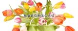 郁金香花期怎么养护