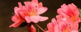 春天的杜鹃花是什么颜色