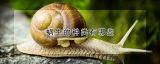 蜗牛的种类有哪些
