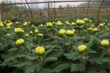 盆栽菊花的养殖方法，5步教你养好菊花