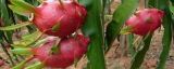 火龙果是什么植物的果实