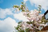 樱花适合在哪里种植，温带或亚热带地区气候最适宜