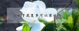 栀子花夏季可以剪枝吗