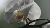 蝴蝶兰种植方法和时间
