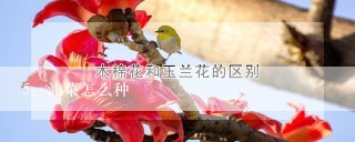 油菜怎么种