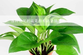 各种常见的蔬菜用英语分别怎么说？