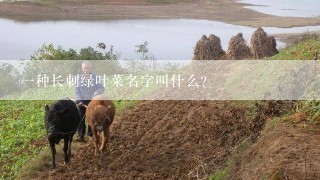 一种长刺绿叶菜名字叫什么？