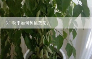 秋季如何种植菠菜？