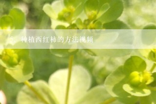 种植西红柿的方法视频