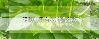 致富经栏目播的山药栽培技术