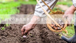 铁皮石斛在加拿大多伦多可以种植吗?多伦多气候和中国东北相似。谢谢!