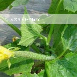 夏黑葡萄种植技巧？