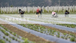 各种水果的英文