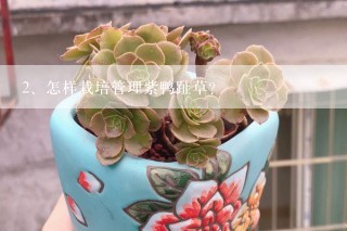 怎样栽培管理紫鸭趾草？