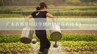 广东在那里可以学到种植草莓的技术?