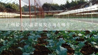 广州最大的蔬菜批发市场在哪里？