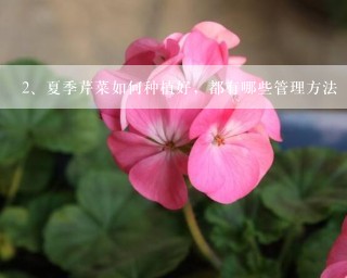 夏季芹菜如何种植好，都有哪些管理方法 百家号