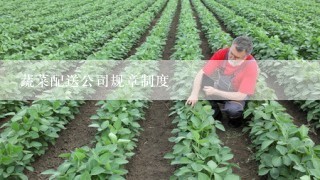 蔬菜配送公司规章制度