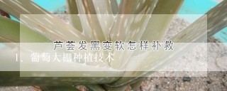 葡萄大棚种植技术